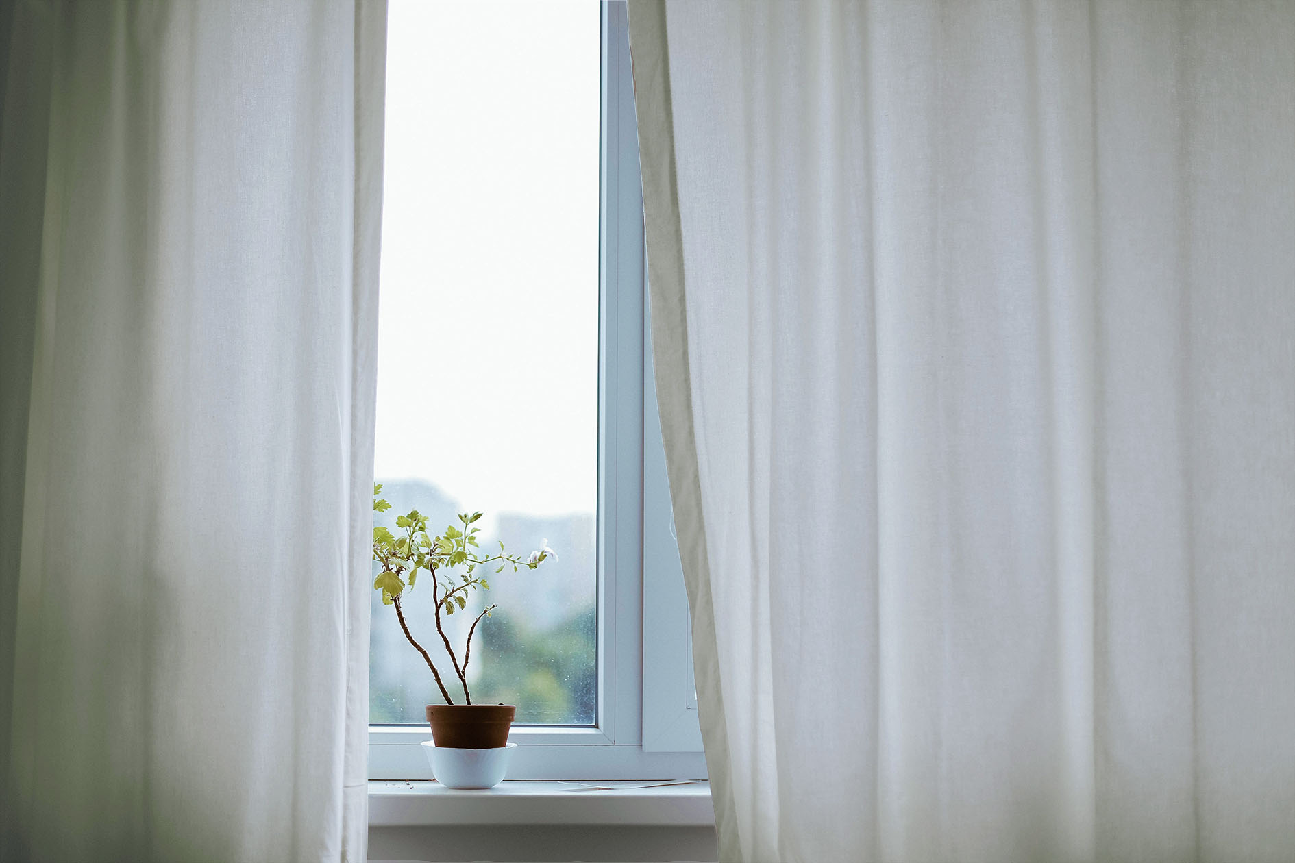 Plant growing by a window