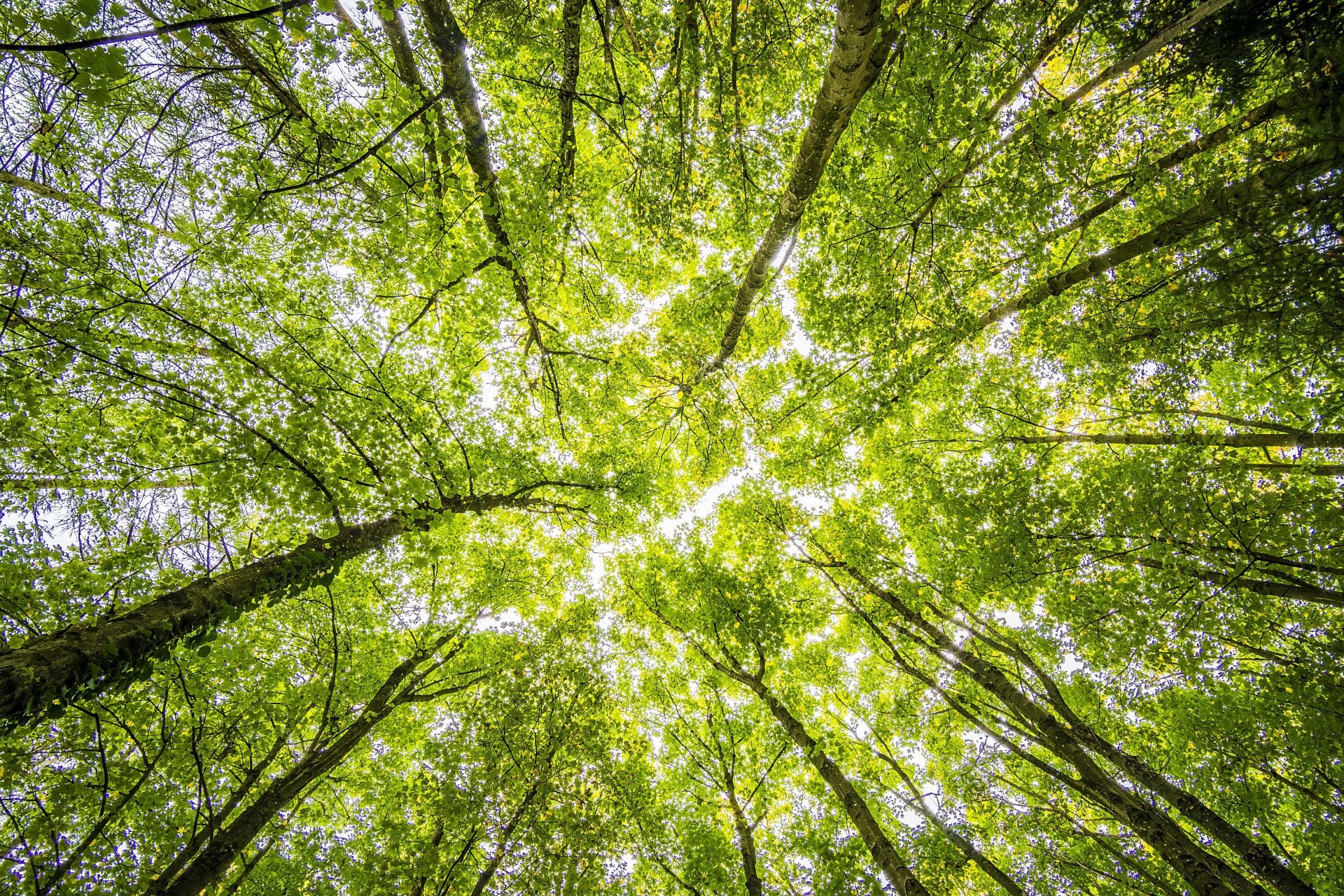 Tree canopy